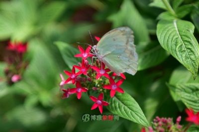 旅顺蝶恋花蝴蝶园