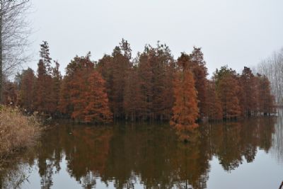 来安池杉湖省级湿地公园