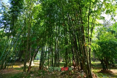 登高公园景区