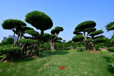 安陆府河国家湿地公园