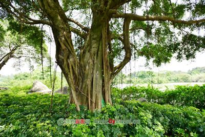 植棠冲村古民居群