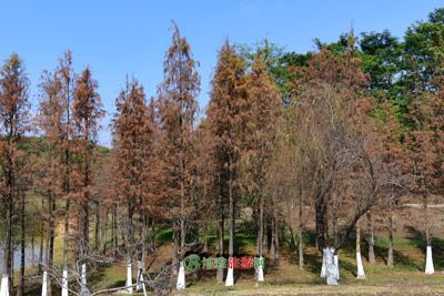 都匀生态茶博园